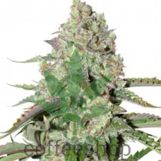 Auto Colorado Cookies feminised